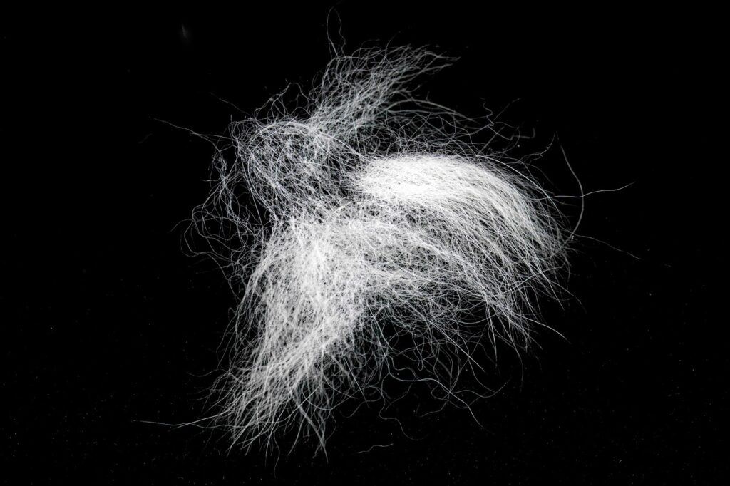 A tuft of white dog fur on a black background.