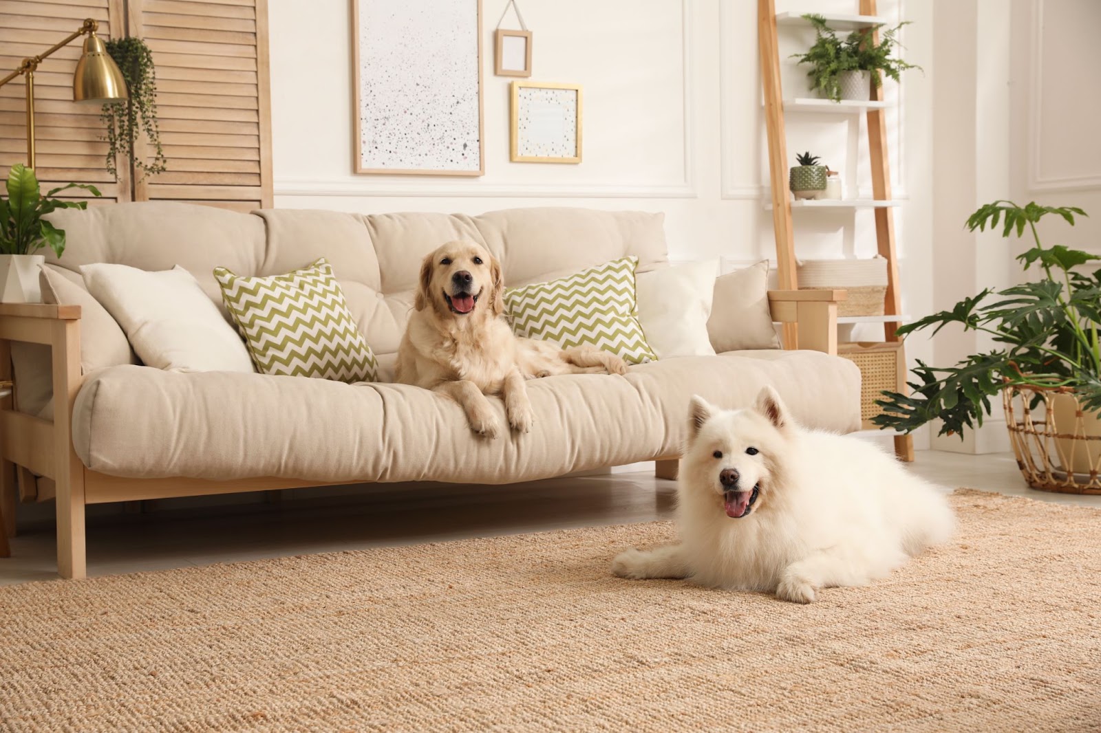 A pair of dogs are sitting on furniture, collecting dog hair.