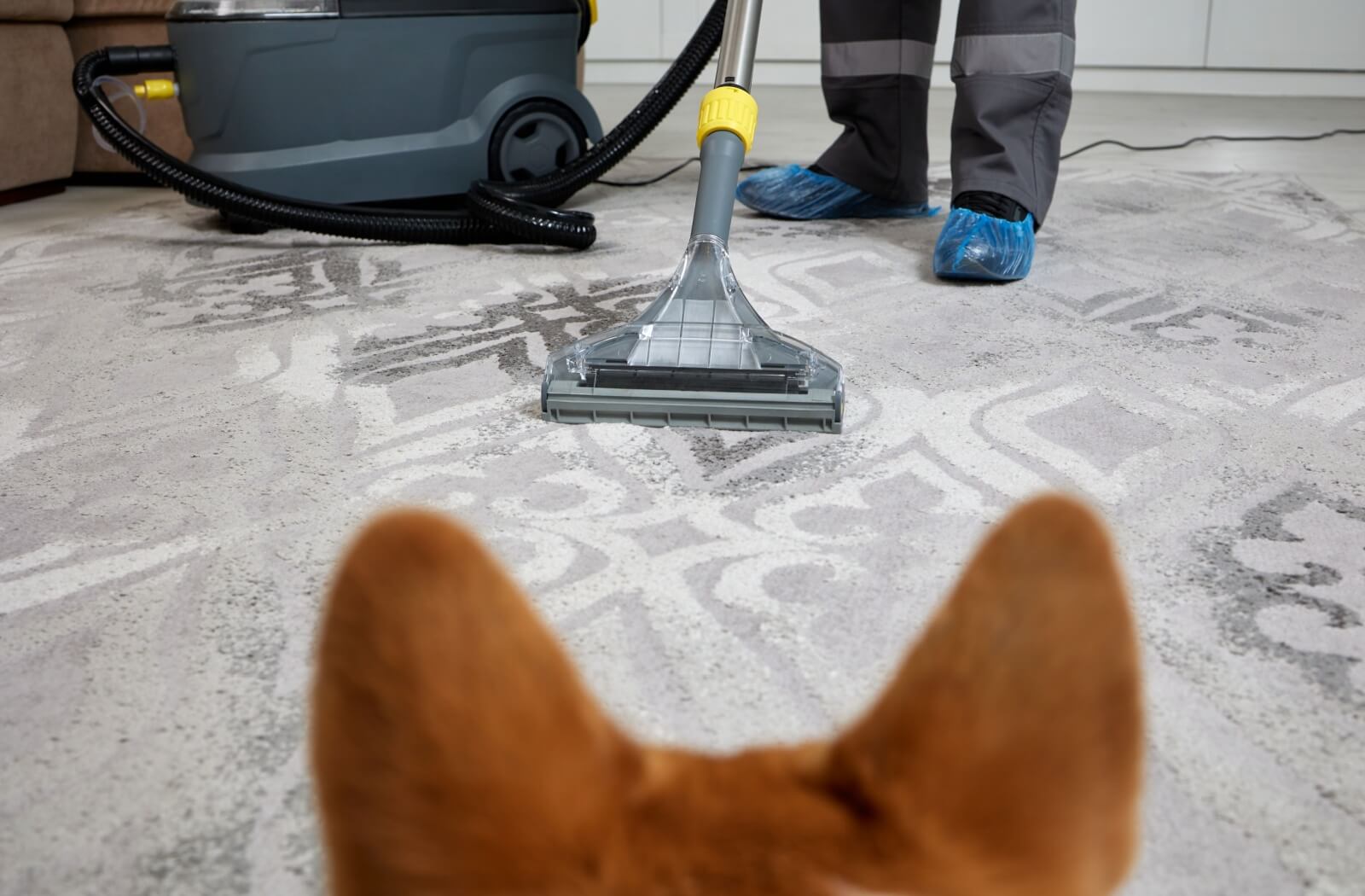 A professional cleaner wet vacuums a carpet while a dog watches closely from the edge of the frame.